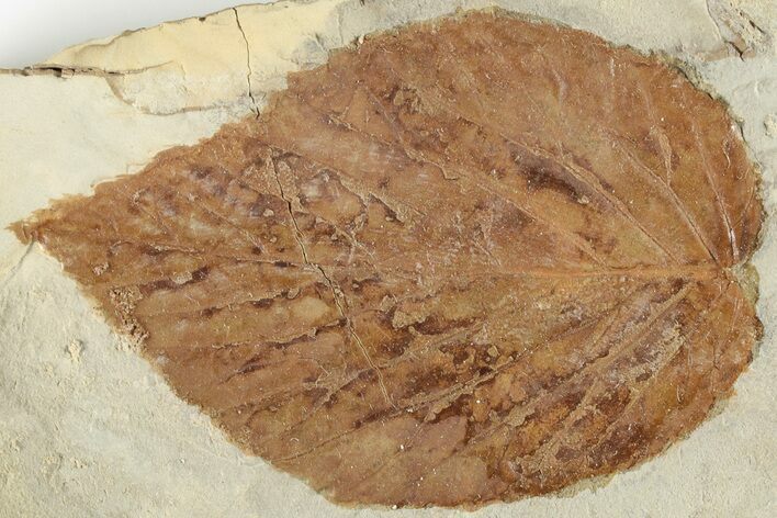 Fossil Hackberry (Celtis) Leaf - Montana #201314